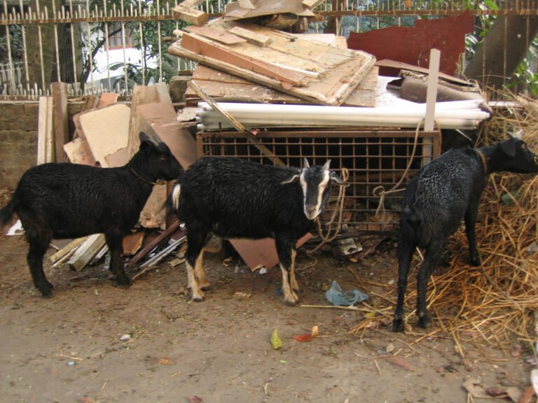 Maximizing Your Impact: Creative Ways to Donate for Eid Ul Adha