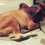 How Your Qurbani Donation Can Really Make a Difference