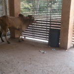 How Your Qurbani Donation Helps Communities