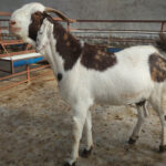 Let's Make Your Qurbani Donation Count