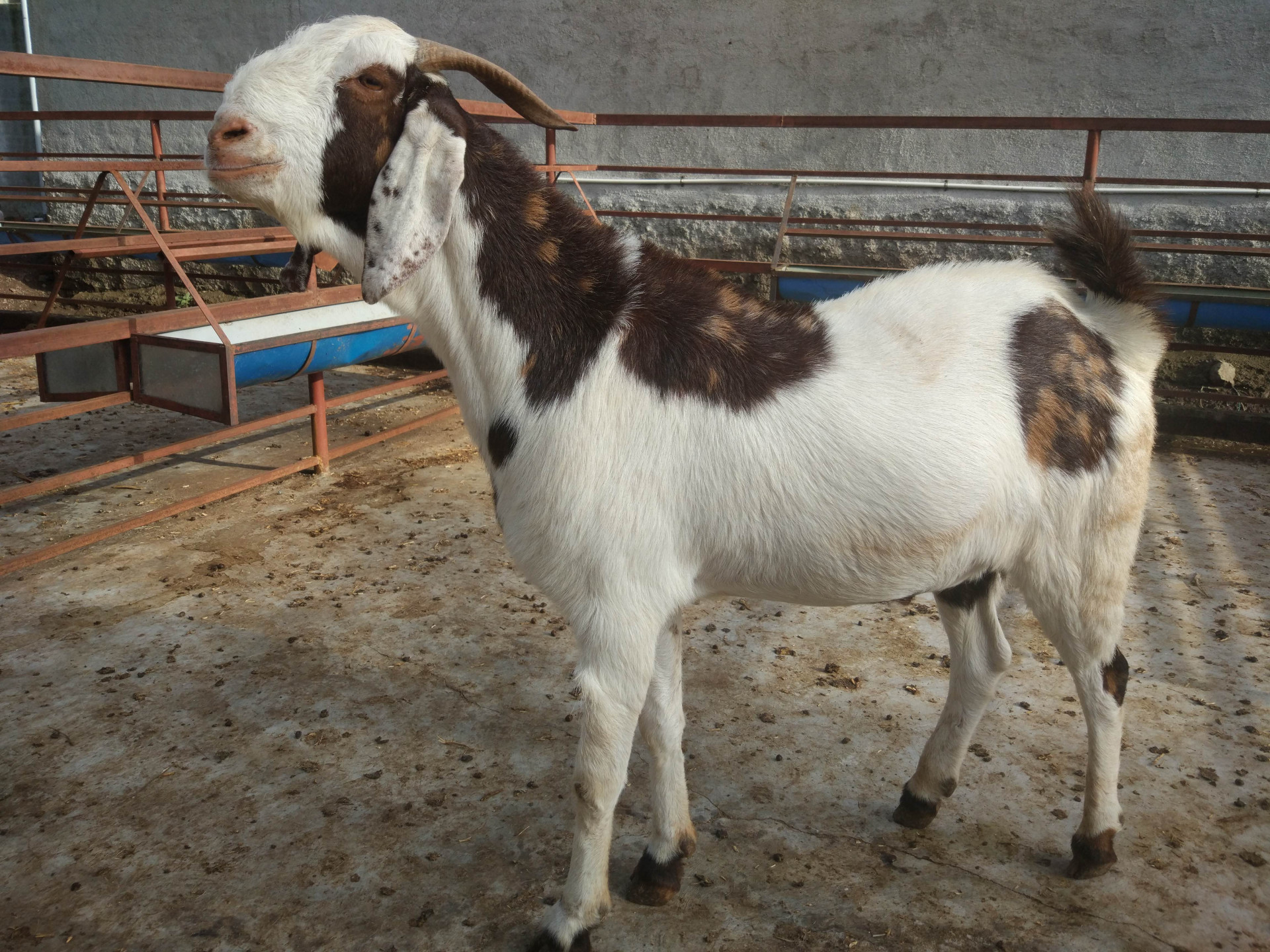 Let's Make Your Qurbani Donation Count