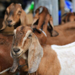 Qurbani Donations: How to Spread Joy in a Orphans Life