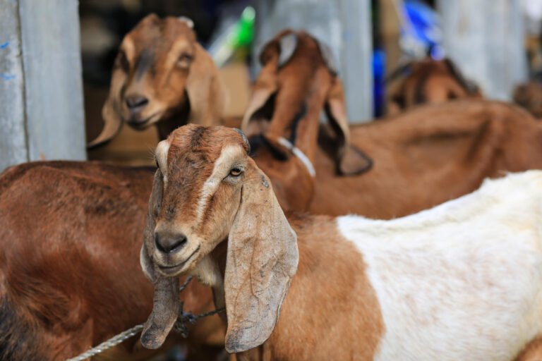 Qurbani Donations: How to Spread Joy in a Orphans Life