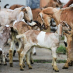 Understanding Qurbani Donations