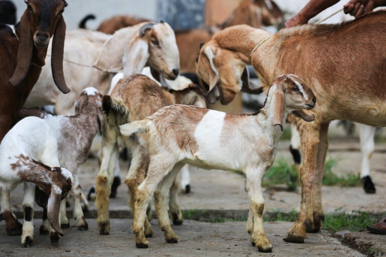 From Tradition to Service: Understanding Qurbani Donations