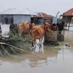 How Do Floods Affect Animals in Bangladesh