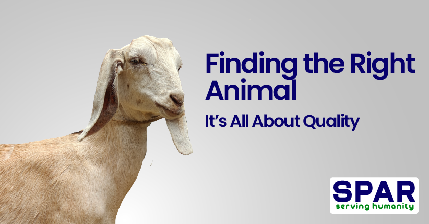 Finding the Right Animal