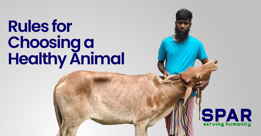 Rules for Choosing a Healthy Animal