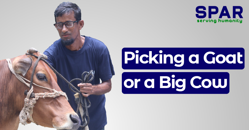 Picking a Goat or a Big Cow