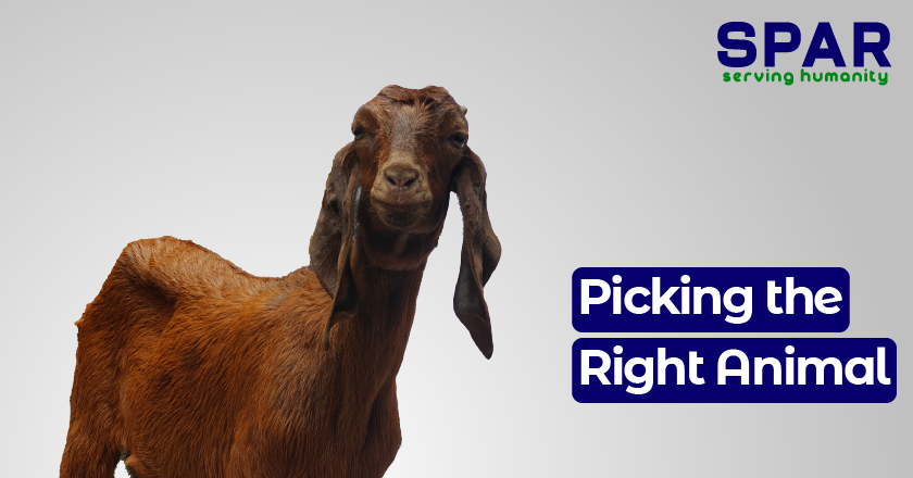 Picking the Right Animal