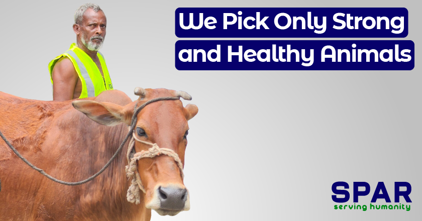 We Pick Only Strong and Healthy Animals