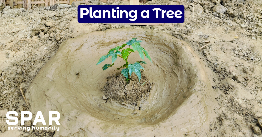  Planting a Tree 
